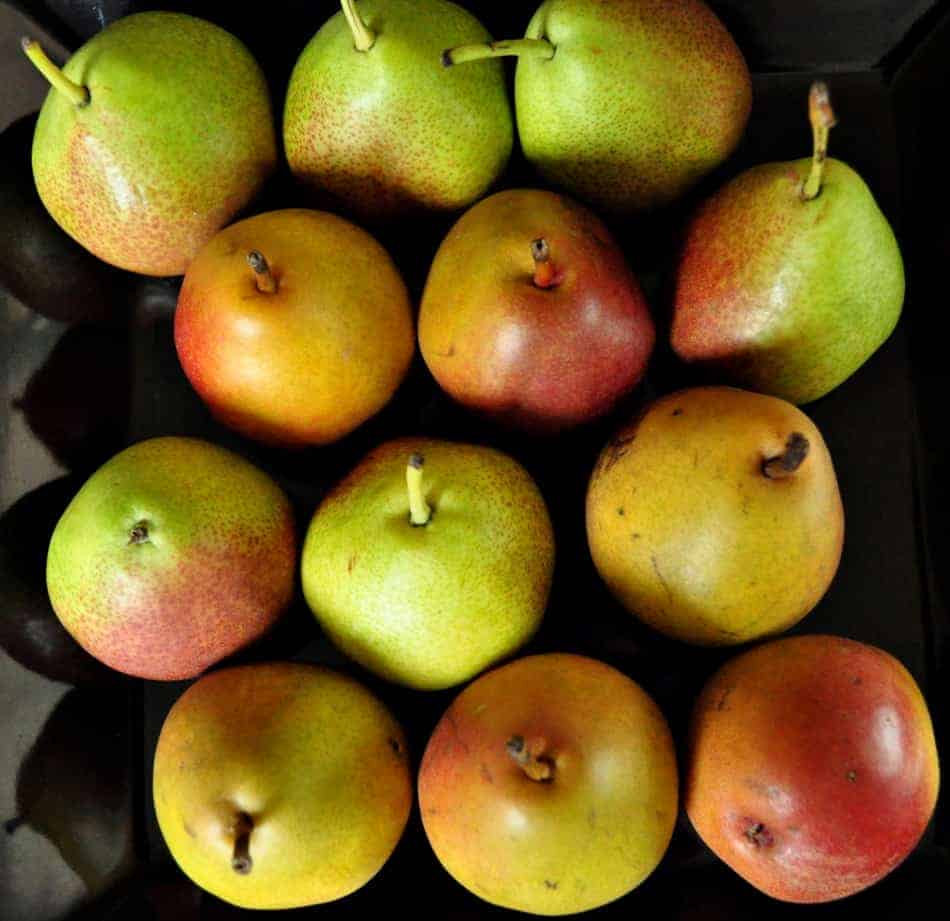 12 Forelle pears.