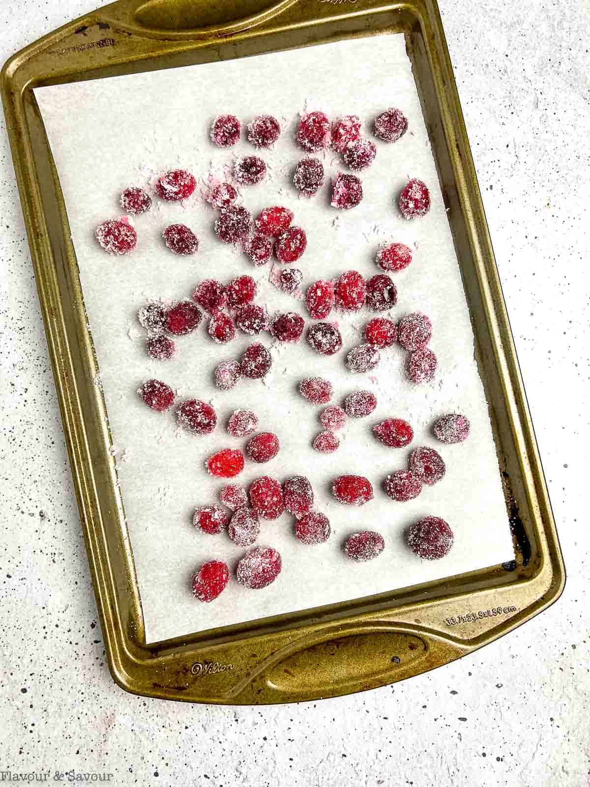 Sugared cranberries drying on a baking sheet.