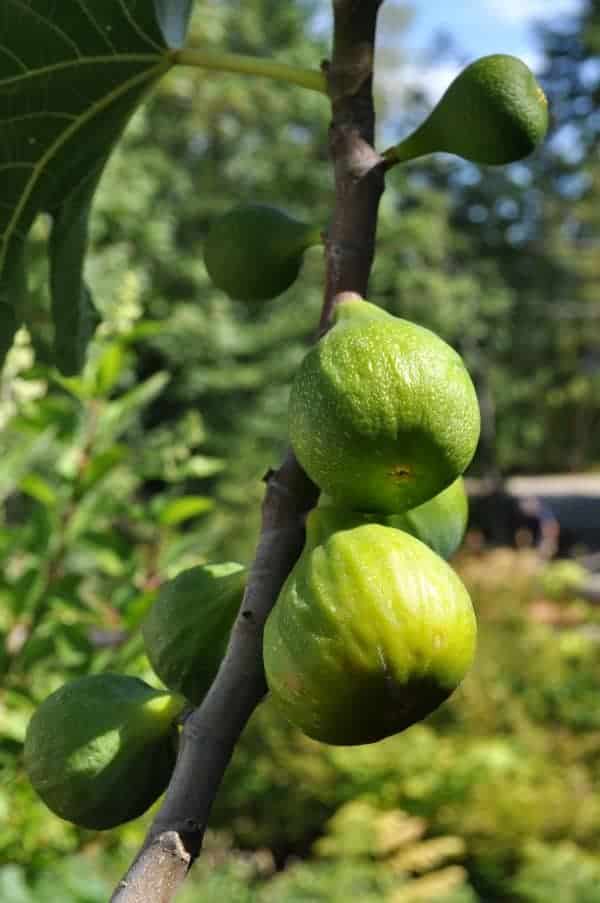 fresh figs on a fig tree