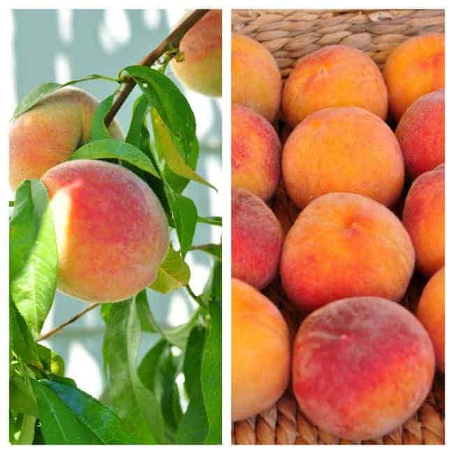 Mason Jar Peach Crisp. Fresh peaches on the tree and in a basket