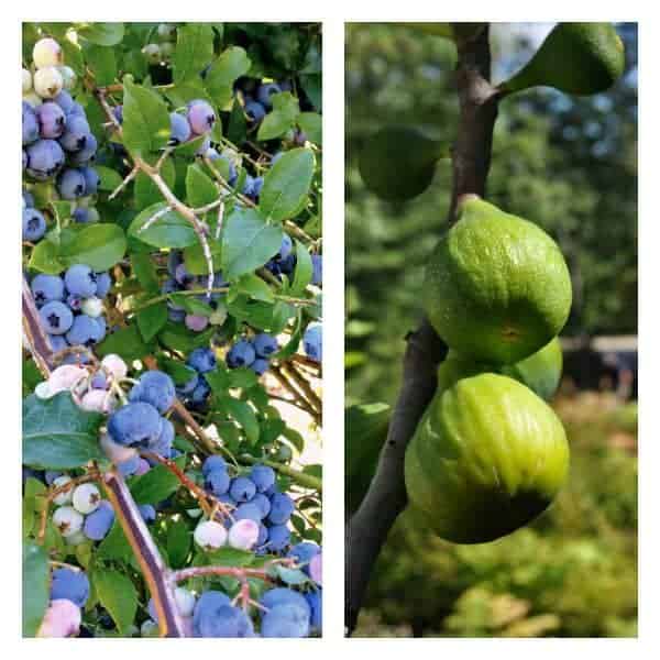 Blueberries on the bush and figs on the tree