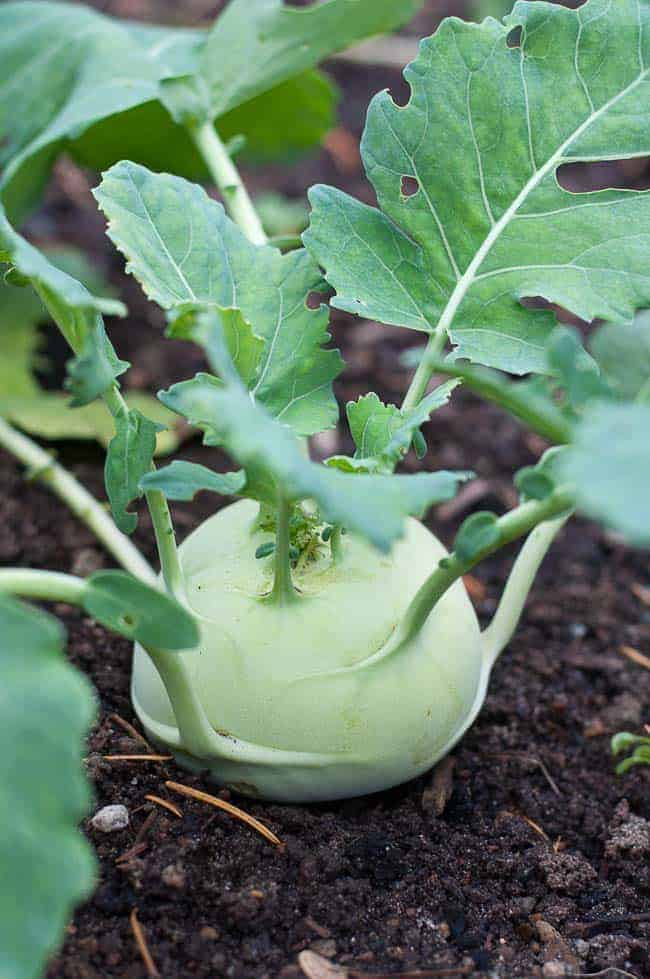 Fresh kohlrabi, ready to be made into Lazy-Girl Healthy Kohlrabi Quiche |www.flavourandsavour.com