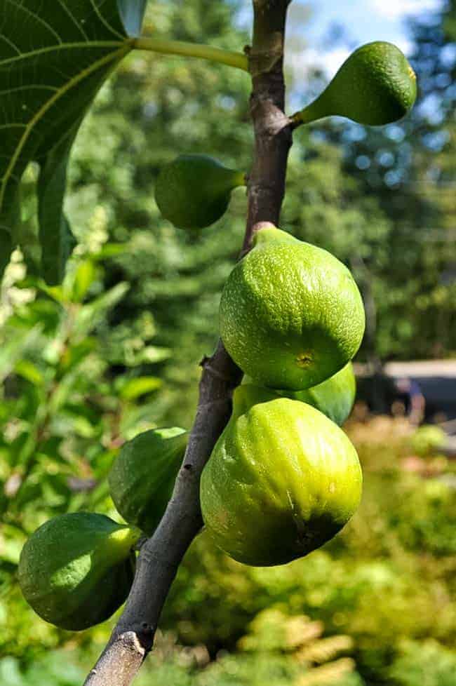 Desert Sun figs on a fig tree