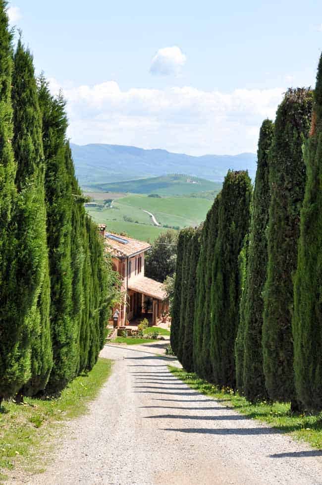 Traveling in Tuscany. View of cypress tree-lined driveway