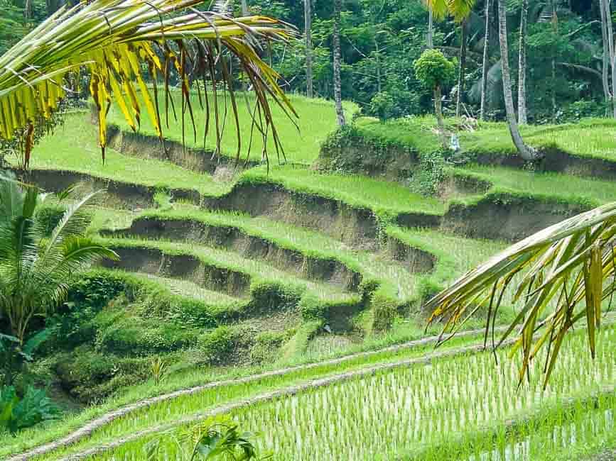 Rice Fields in Bali