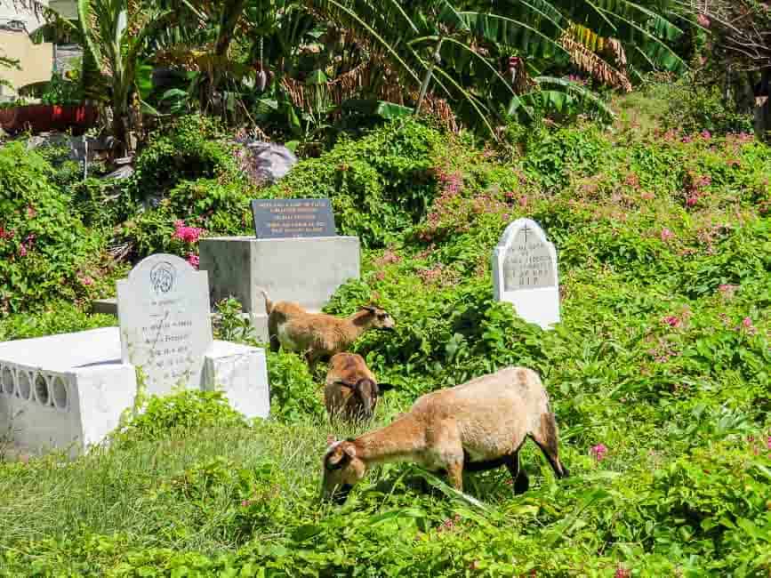 Goats instead of lawnmowers in Petite Martinique cemetery