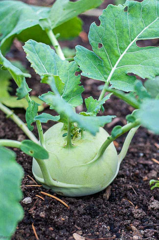 Kohlrabi plant growing in garden