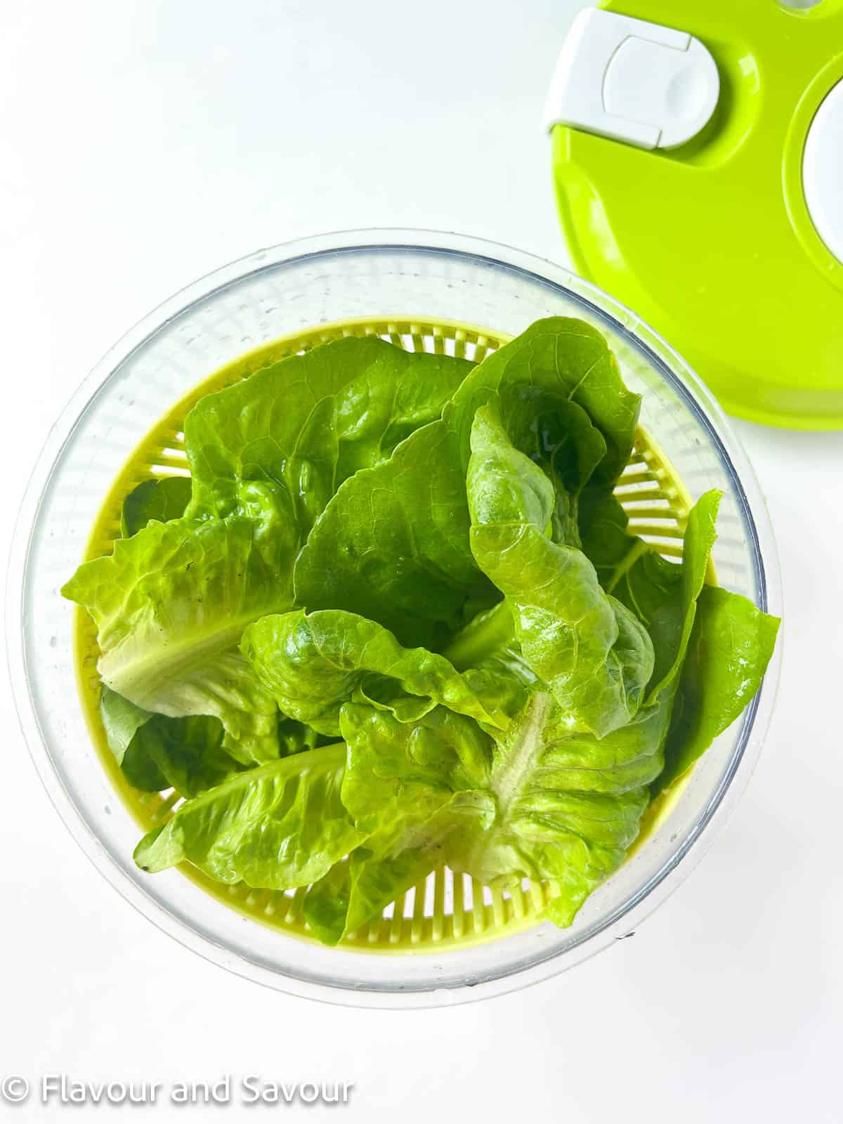 Fresh greens in a salad spinner.