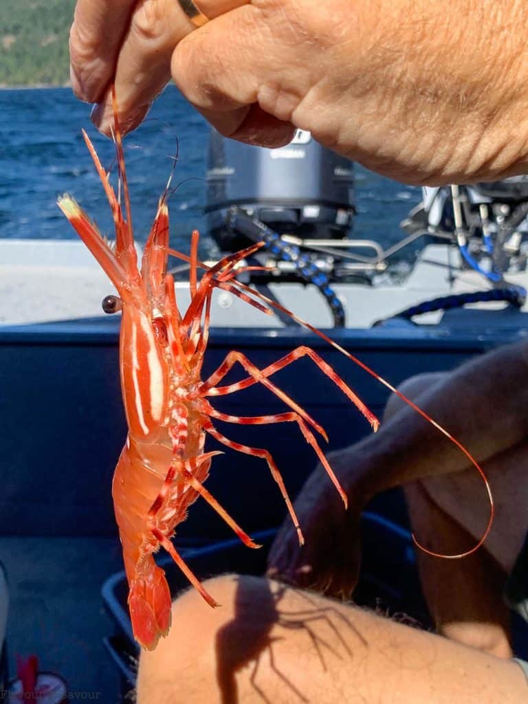 A freshly caught spot prawn