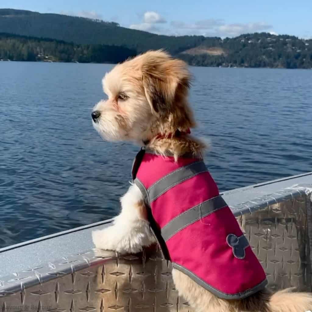 Maggie the puppy on a boat