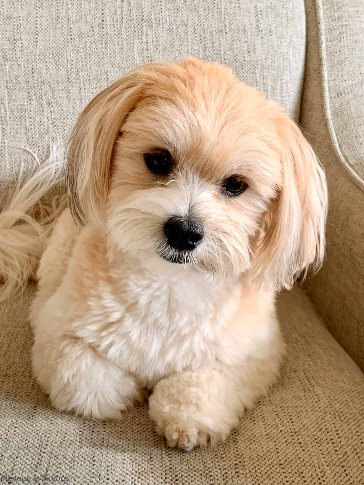 Maggie a Havanese dog.