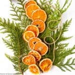 Dried orange slices on cedar boughs with twine.