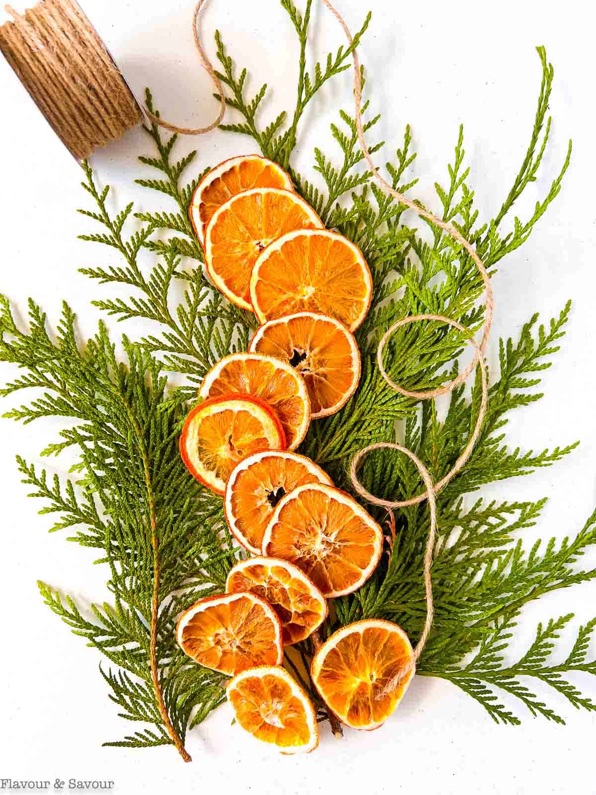 Dried orange slices on cedar boughs with twine.