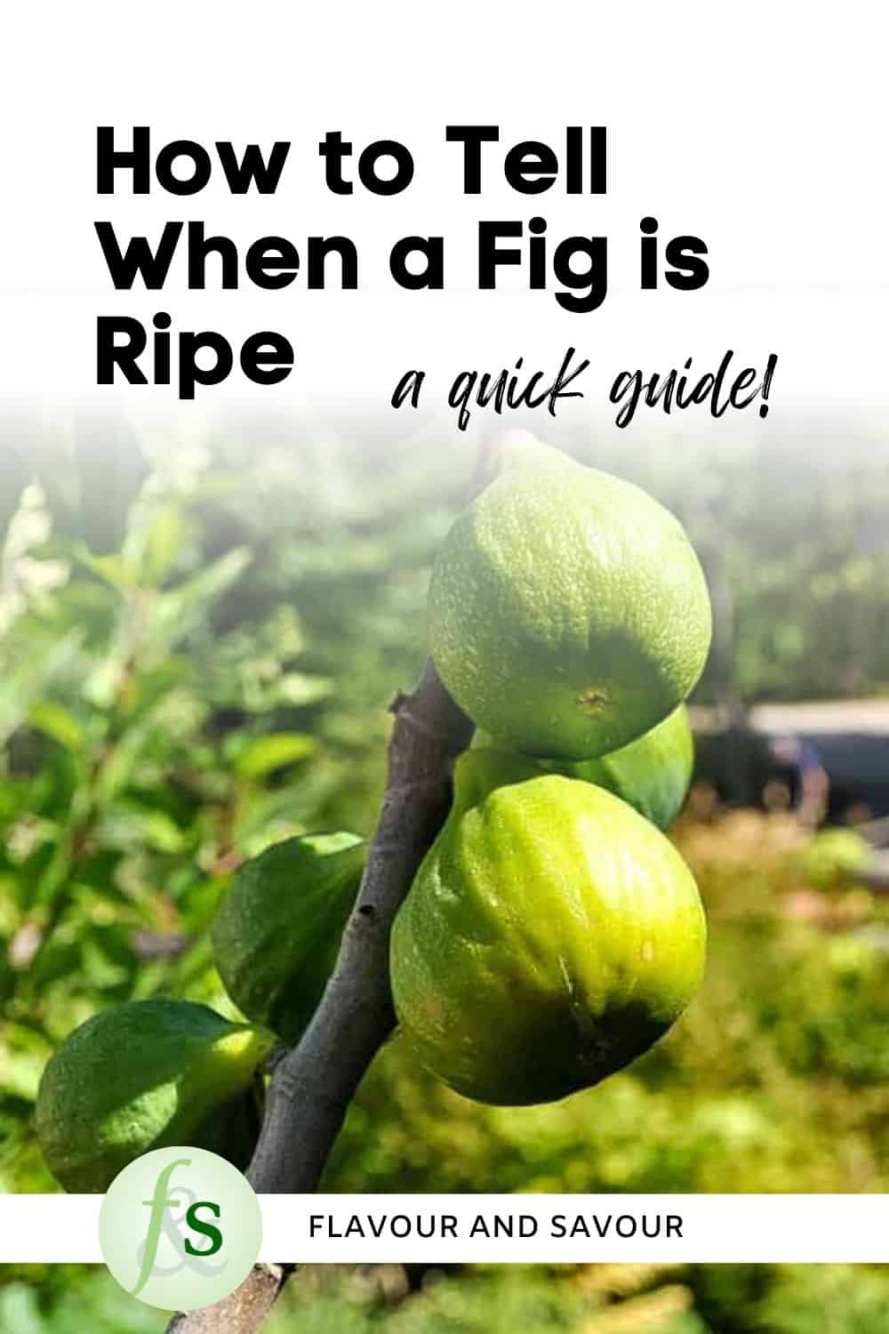 Image with text overlay for How to Tell when a Fig is Ripe.